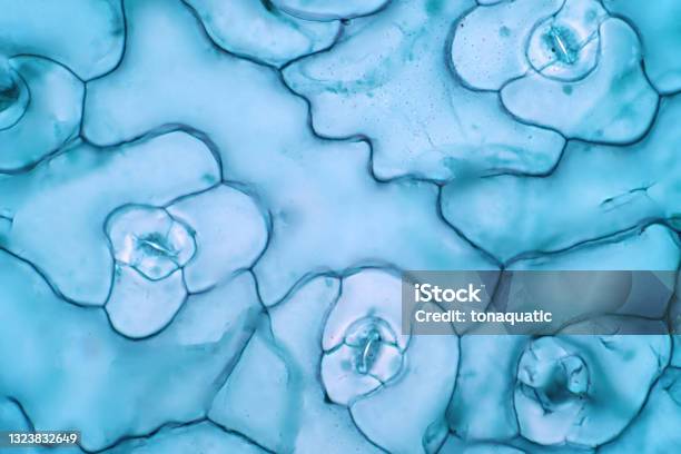The Leaf Epidermis Under Light Microscope View Has Small Pores Called Stomata Which Open Up For Photosynthetic Gas Exchange And Transpiration Stock Photo - Download Image Now