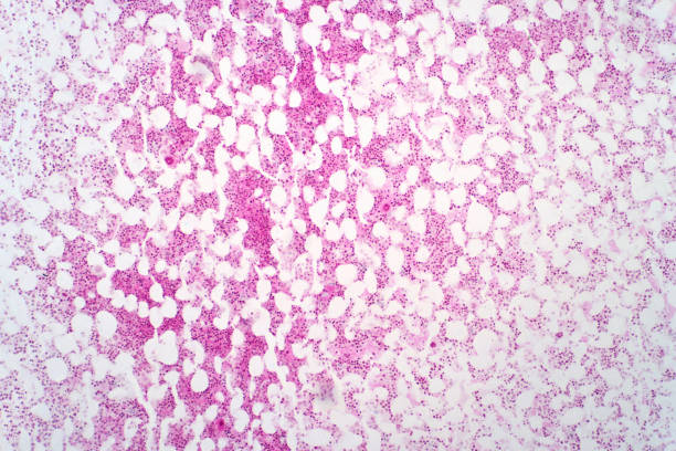 istock Human stem cell under the light microscope view. Haematoxylin and eosin staining technique for histology. 1323832703