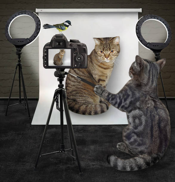 istock Cat gray photographing its client 1323833858