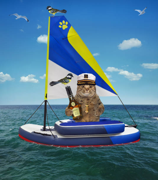 istock Cat captain with rum in sailing dinghy 1323833859