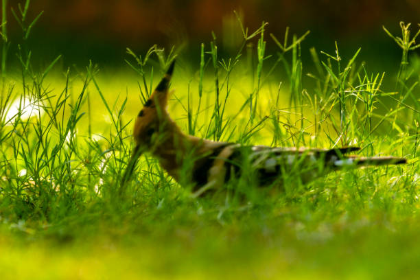 Common Hoopoe Upupa epops photographed foraging over a grass lawn