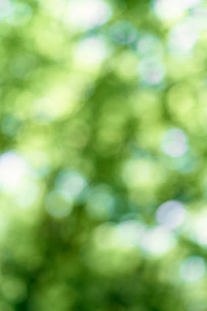 istock Blurred green foliage of trees. Close-up 1323835845