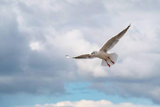 istock White seagul in the sky 1323835863