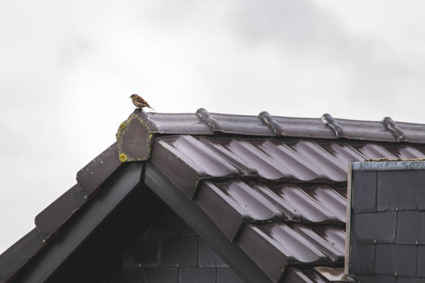 istock A bird perched on top of the roof 1323836194