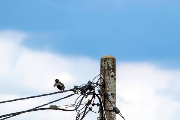 istock The flight of the Blackbird 1323836232
