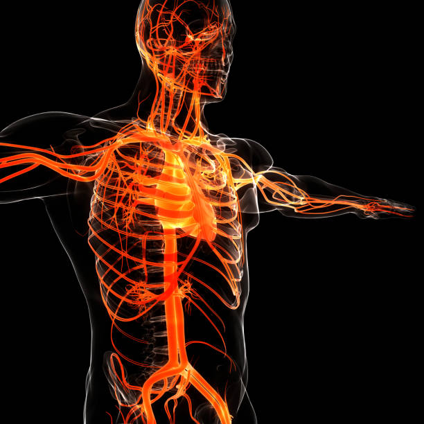 istock Human Circulatory System Heart Anatomy 1323836240