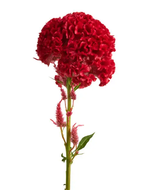 Celosia cristata flower, Red cockscomb flower isolated on white background, with clipping path