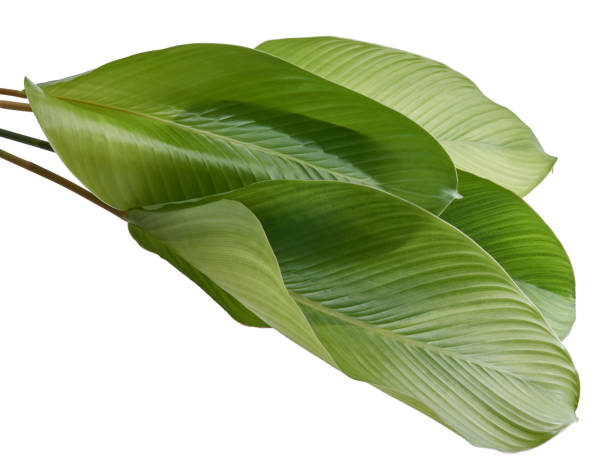 istock Calathea foliage, Exotic tropical leaf, Large green leaf, isolated on white background with clipping path 1323837347