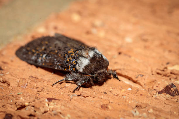 Boisduval's Autumn Moth, Hughes, ACT, March 2021