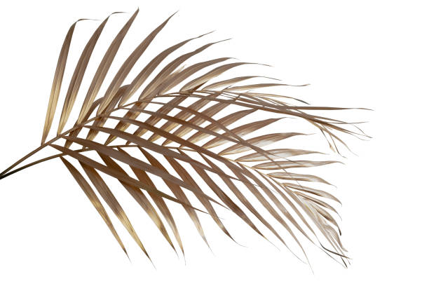 istock leaves of palm Gold color tree on white background.clipping path 1323839334