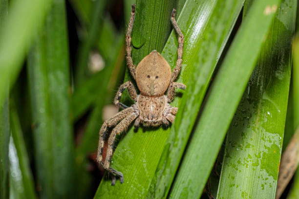 istock Beautiful Badge Huntsman, Hughes, ACT, May 2021 1323839375