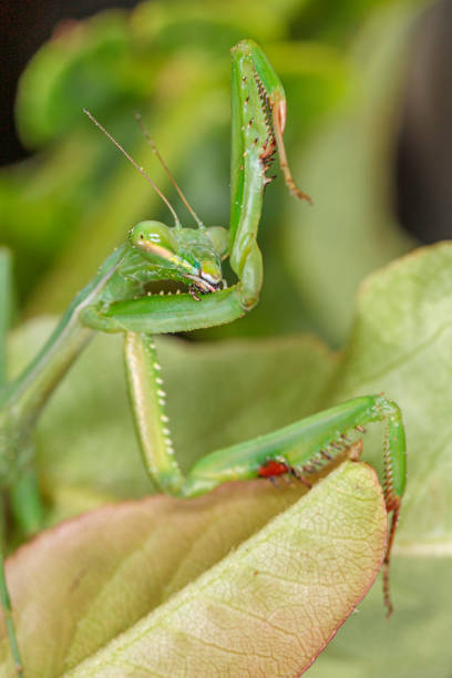 istock False Garden Mantis, Hughes, ACT, January 2021 1323839429