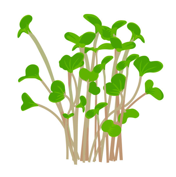 ilustraciones, imágenes clip art, dibujos animados e iconos de stock de ilustración de la culata del vector del brote del rábano. rábano rojo germinado. - arugula salad plant leaf