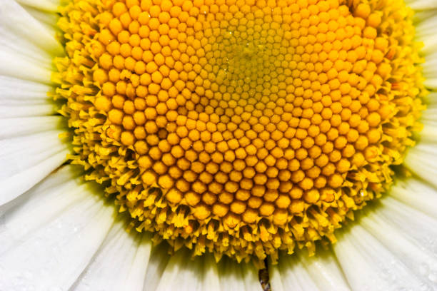 istock Close up at a Oxeye daisy flower 1323840321