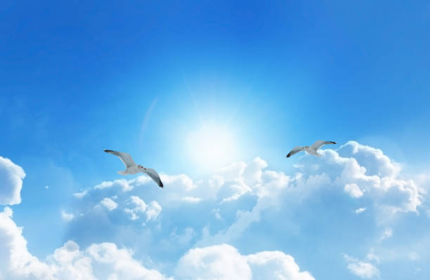 istock Two Birds soaring high above the clouds 1323840358