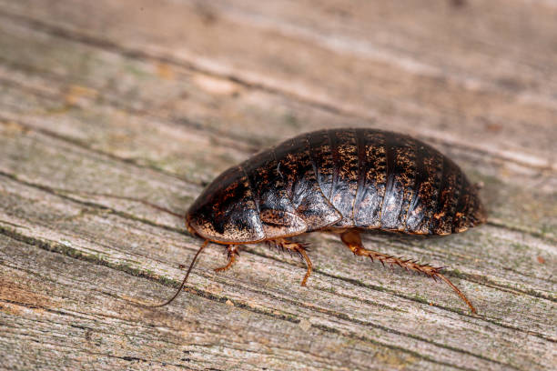 istock Bark Cockroach female, Hughes, ACT, March 2021 1323840360