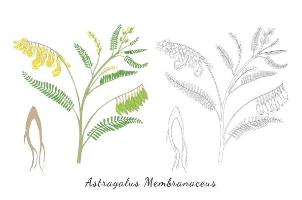 podstawowe rgb - astragalus root stock illustrations