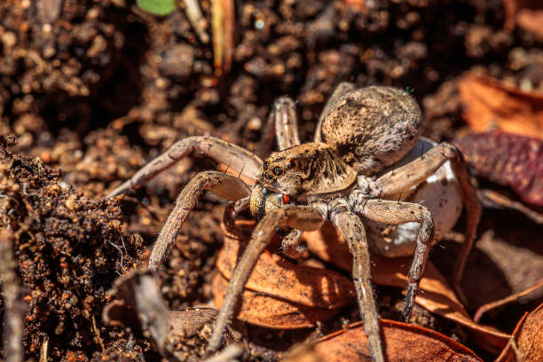 istock Tasmanicosa wolf spider with egg sac, Hughes, ACT, February 2021 1323840850