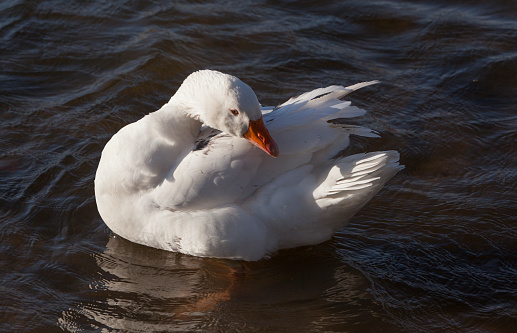 White domestic geese swim calmly in the lake.