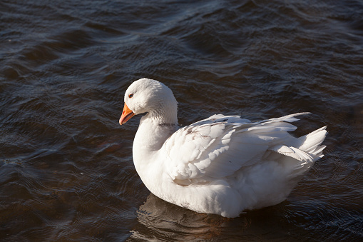 A close up photo of a white mature duck