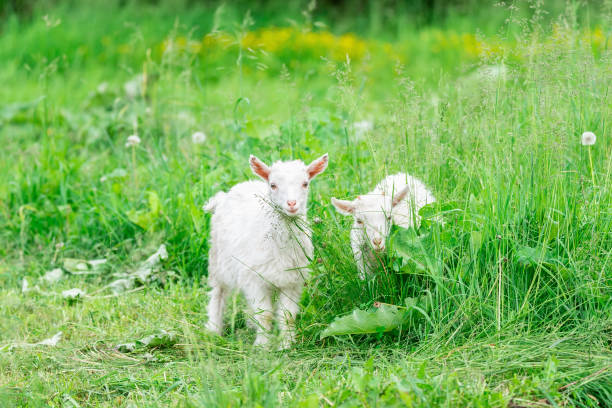 ziege auf gras - kid goat goat milk young animal stock-fotos und bilder