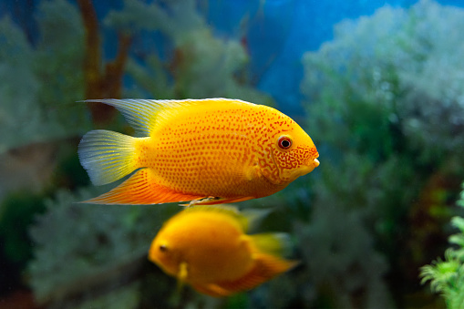 Heros severus or Cichlasoma severum Red perl in aquarium on blurred background. Underwater image of tropical fish