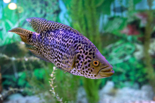 istock Parachromis managuensis or Managuense Cichlid fish on aquarium blur background 1323842162