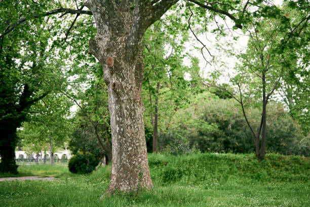 istock Large branchy plane tree on a green lawn in the park 1323843200