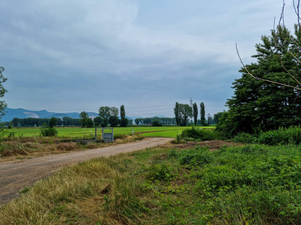 istock Trees in the countryside 1323843204