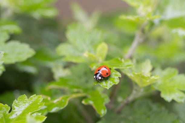 Shot in high resolution with sony a7r4
