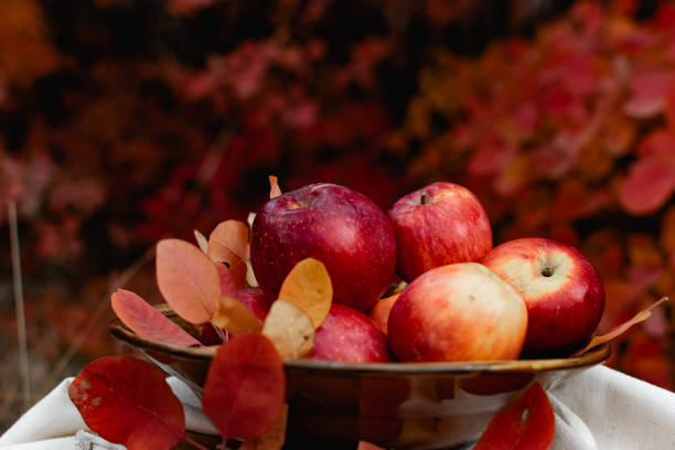 The most beautiful sweet apples of red color in a vase outdoors in autumn, against the background of red and burgundy trees, velvet still life, decorated with leaves stock photo