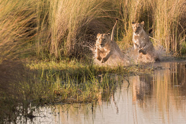 llions watershy - delta dellokavango foto e immagini stock