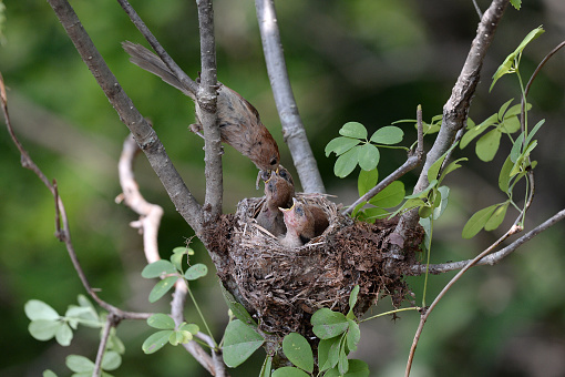 Red-headed Parrotbill is feeding the juvenile birds in the nest.