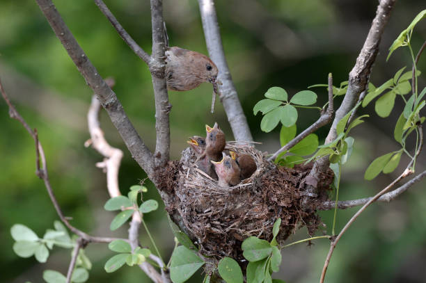 istock Red-headed Parrotbill is feeding the juvenile birds in the nest. 1323847573