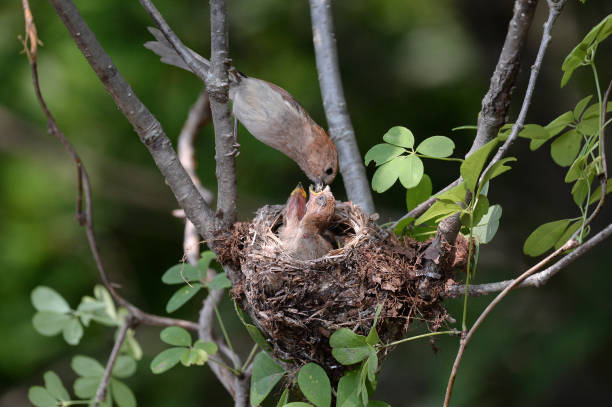 istock Red-headed Parrotbill is feeding the juvenile birds in the nest. 1323847574