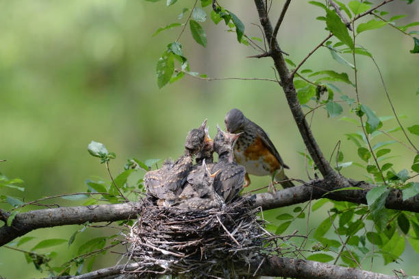 istock Gray-backed Thrush is feeding the juvenile birds in the nest. 1323847575