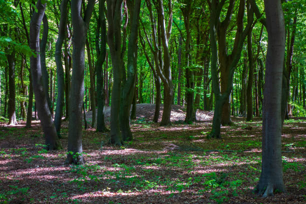 istock Monument grave (tumulus) in the forest near Putten, Netherlands 1323847749