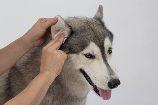 Cleaning the dogs ears with ear wipes, help relieve itching and reduce odors. Pet health care concept