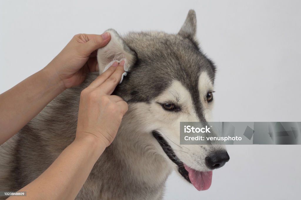 Cleaning the dogs ears with ear wipes, help relieve itching and reduce odors. Cleaning the dogs ears with ear wipes, help relieve itching and reduce odors. Pet health care concept Ear Stock Photo