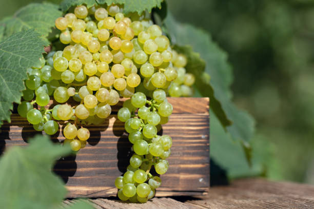 Lush bunches of green grapes with leaves on wooden box on table on blurred green natural background. Ripe harvest of vineyard. Green grape variety for making white wine. stock photo