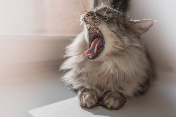 Lazy gray domestic cat with an open predatory mouth and fangs