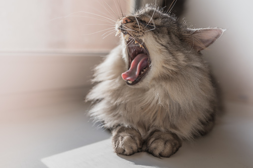Yawning domestic cat on the windowsill in the rays of sunlight