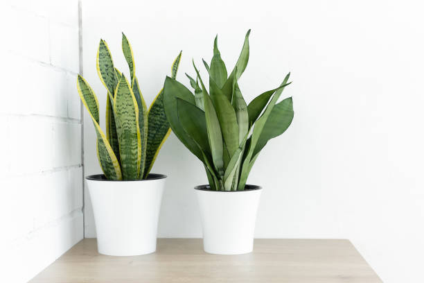 istock Various types of Sansevieria plants in modern pots on a wooden table against a white wall background. 1323850518