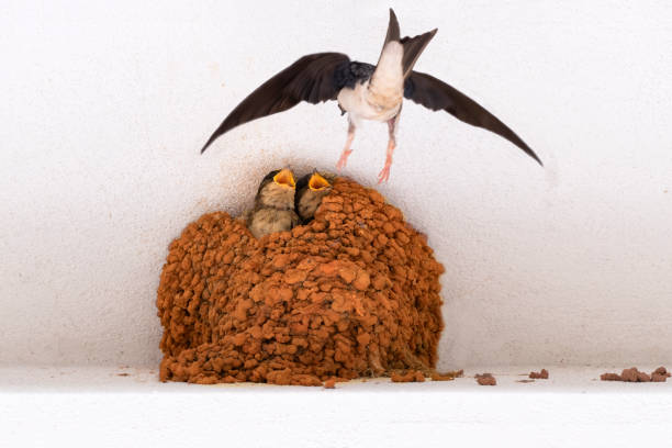 House martin Parent of House Martin arriving at the nest to feed his children barn swallow stock pictures, royalty-free photos & images