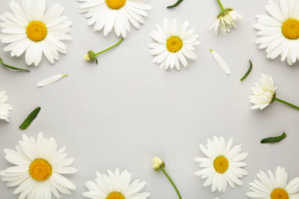 istock Spring and summer chamomile flowers on a gray background. 1323850636