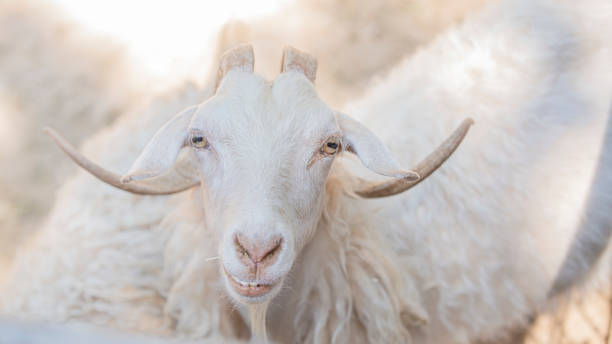 istock white goat close - up in nature 1323850714