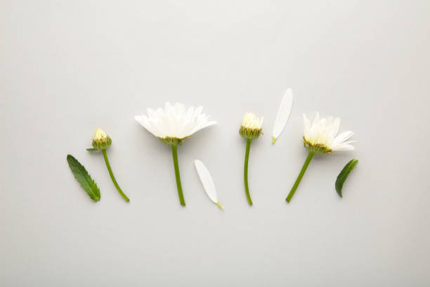 istock Spring and summer chamomile flowers on a gray background. 1323851008