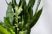 Sansevieria plant with blooming flower on the white background