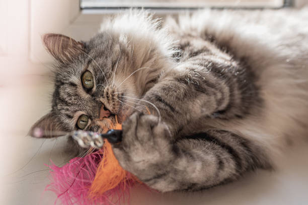 istock Cat plays with a toy for cats with colorful feathers 1323853011