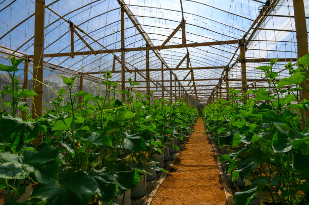 istock Growing indoor plants in greenhouses 1323854405